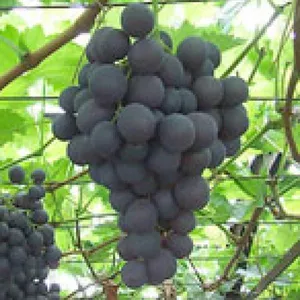 Druif Kopen in Tuin en Terras | Fruitbomen Te Koop
