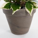 Mica Kunstpflanze Ficus Natasja grün bunt im Topf 40 x 30 cm Kunstpflanzen