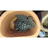 Gevavi Sebs - Regenlaars Kind - Zwart