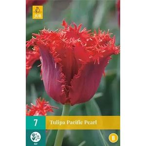 X 7 Tulipa Pacific Pearl