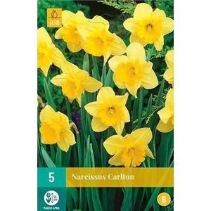 X 5 Narcissus Carlton