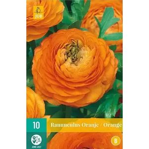 X 10 Ranunculus oranje