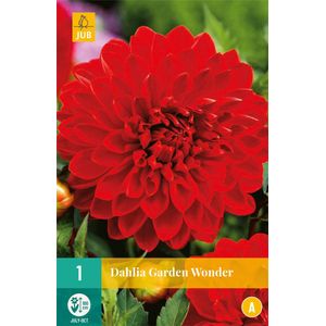 1 Dahlia Garden Wonder