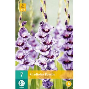 7 Gladiolus Passos