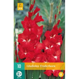 Gladiolus Traderhorn 12/14 - 10st - Bloembollen - JUB Holland