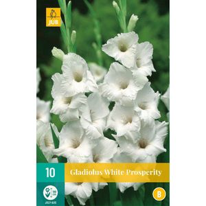 10 Gladiolus White Prosperity