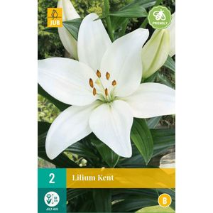 2 Lilium Kent