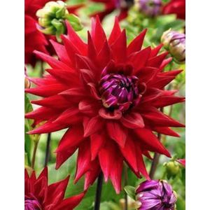 Dahlia (cact) 'Best of Red'