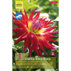 Dahlia (cact) 'Bora Bora'