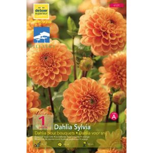 Dahlia (pomp) 'Sylvia'