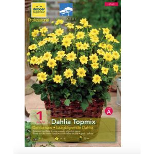 Dahlia (topmix) geel/jaune