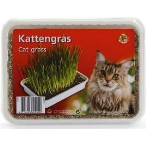 Beeztees kattengras in plastic box 130 gram