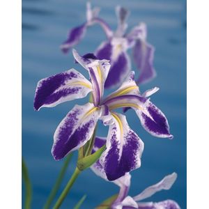 Moerings Iris Laevigata Mottled Beauty | Water Lis | In 9CM pot