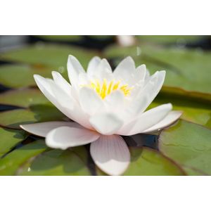 Moerings Nymphaea Carnea | Waterlelie | In 3L Mand