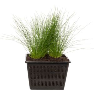 Moerings Scirpus Cernuus | Naaldgras | In 18CM Mand