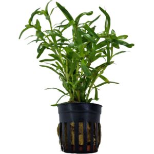 Moerings Heteranthera Zosterifolia | Sterrenkruid | in 5 cm pot