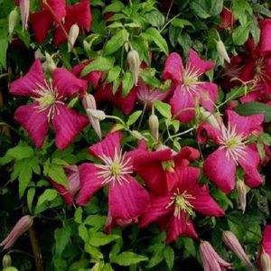 Clematis 'Madame Julia Correvon' - Bosrank - 50-60 cm in pot: Klimplant met wijnrode, spinvormige bloemen in de zomer.