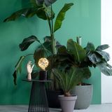 Calex Stars Globe G125 LED Lamp - E27 - 1.5W - 50 Lumen - 3000K - Goud Finish