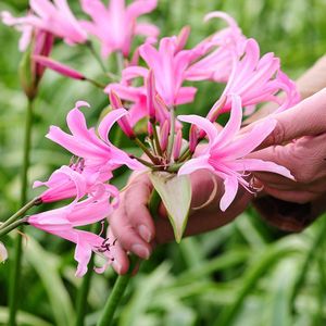 Amarine Anastasia® | 1 stuk | Knol | Snijbloem | Geschikt voor in Pot | Roze | Bijzondere Zomerbloeier