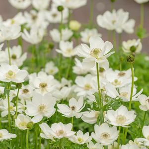 Anemone the Bride | 25 stuks | Bloembollen | Knol | Snijbloem | winterhard | Wit | Top Kwaliteit Anemonen Knollen