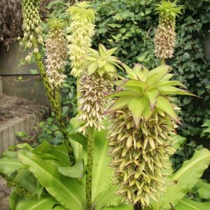 Eucomis bicolor | 1 stuk | Geschikt voor in Pot | Groen | Top kwaliteit Eucomis Knollen | Kuiflelie | Ananasplant