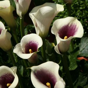 Zantedeschia Picasso® | 1 stuk | Knol | Snijbloem | Geschikt voor in Pot | winterhard | Paars| Top kwaliteit Calla Knollen | Zantedeschia | Aronskelk