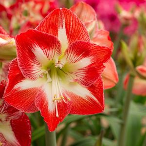 Amaryllis Minerva | 1 stuk | Snijbloem | Geschikt voor in Pot | Kamerplant | Rood | Prachtige Amaryllisbollen voor in huis | Grote bolmaat 32/34 | Ridderster