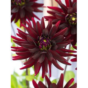 Dahlia Chat noir | 1 stuk | Cactus Dahlia | Knol | Snijbloem | Geschikt voor in Pot | Rood | Dahlia Knollen van Top Kwaliteit