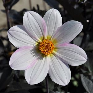 Dahlia Dahlegria White® | 1 stuk | Enkelbloemige Dahlia | Bij en vlinderlokkend | Knol | Geschikt voor in Pot | Wit | Dahlia Knollen van Top Kwaliteit