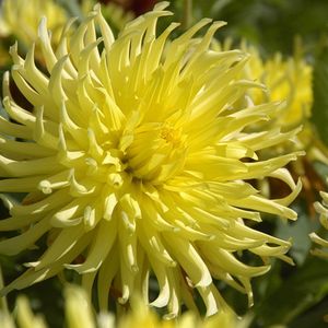 Dahlia Kennemerland | 1 stuk | Cactus Dahlia | Knol | Snijbloem | Geel | Dahlia Knollen van Top Kwaliteit