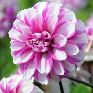 Dahlia Priceless Pink | 1 stuk | Knol | Geschikt voor in Pot | Roze | Wit | Dahlia Knollen van Top Kwaliteit