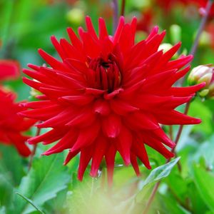 Dahlia Red Pygmy | 1 stuk | Cactus Dahlia | Knol | Geschikt voor in Pot | Rood | Dahlia Knollen van Top Kwaliteit