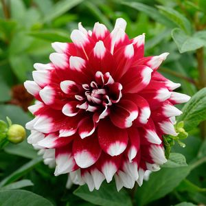 Dahlia Mystery Day | 1 stuk | Decoratieve Dahlia | Knol | Paars | Wit | Dahlia Knollen van Top Kwaliteit