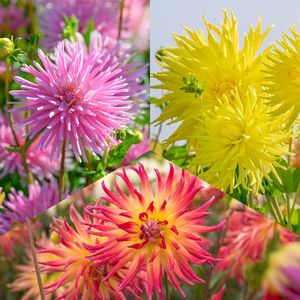 Cactus Dahlia Pakket Fireworks | 3 stuks | Cactus Dahlia | Knol | Gemengde Kleuren | Dahlia Knollen van Top Kwaliteit | Zomerbloeiend Bloembollen Pakket