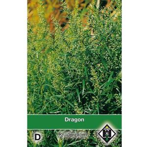 Van Hemert Zaden - Dragon (Artemisia dracunculus)