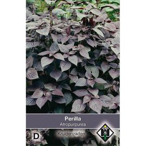 Van Hemert Zaden - Perilla (Perilla nankinensis Atropurpurea)