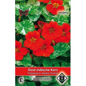 2 stuks Van Hemert & Co Tropaeolum m.n. Alaska Scarlet