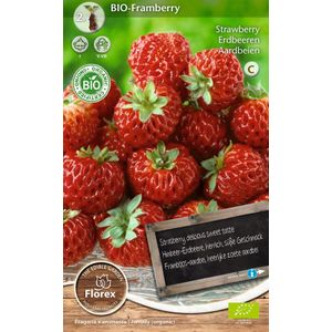 Florex bio aardbeien (Fragaria 'Framberry') 2 stuks