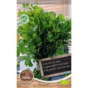 Florex bio maggiplant (Levisticum officinale)