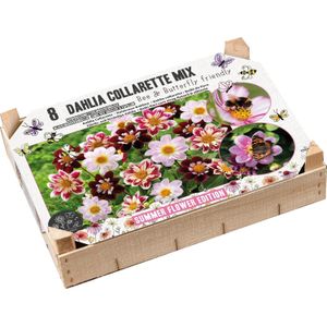 Florex Big Box dahlia knol (Dahlia) bij en vlinder vriendelijk 8 stuks