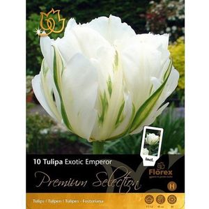 Premium-10 Tulp Exotic Empero