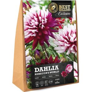 Florex Dahlia knol (Dahlia 'Rebecca's World') 2 stuks