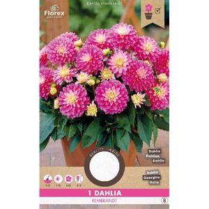 Dahlia Decoratief Gallery Rembrandt Rose Geel 1st.