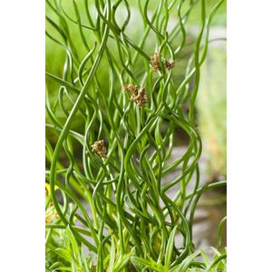 Moerings Juncus Effusus Spiralis | Krul Pitrus | In 9CM pot