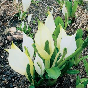 Moerings Lysichiton Camtschatcensis | Witte Moerasaronskelk | In 9CM pot