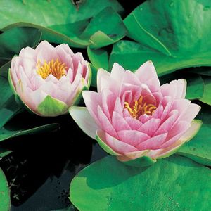 Moerings Nymphaea M’d Wilfron Gonnere | Waterlelie | In 11CM pot