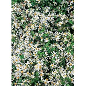 Griffioen - Aster divaricatus
