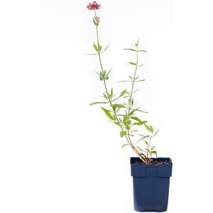Spoorbloem (Centranthus ruber) 'Coccineus' | 1 stuk | Bijen- en vlinderplant | Bijentuin | Geurende plant | tuinplant geurend | 11x11 cm Kwekerspot | Geurend | Rood