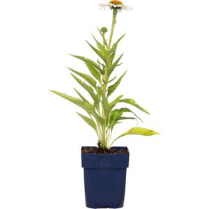 Echinacea purp. 'Alba' | 1 stuk | Bijen- en vlinderplant | Bijentuin | 11x11 cm Kwekerspot | Wit
