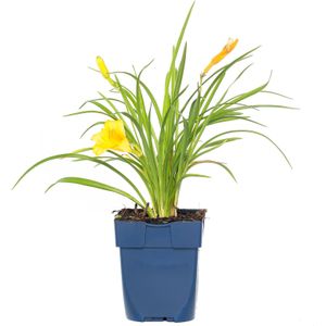 Daglelie (Hemerocallis) 'Stella d'Oro' | 1 stuk | Bloeiende vaste plant | bloemenpracht in de zomer | 11x11 cm Kwekerspot | Geurend | verwilderend | winterhard | Geel